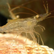 Palaemon Longirostris