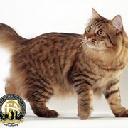 Groom an American Bobtail