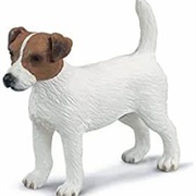 Toy Jack Russell Terrier