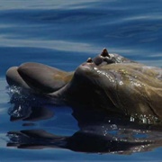 Blainville's Beaked Whale