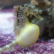 Big Belly Seahorse