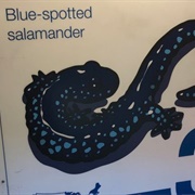 Maynard Street Parking Garage Signs