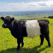 Belted Galloway