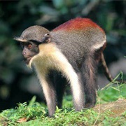 Diana Monkey