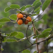 Yellow Himalayan Raspberry