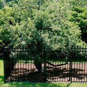 Endicott Pear Tree