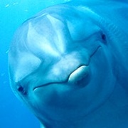 National Geographic Dolphin