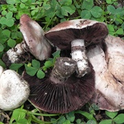 Torq (Agaricus Bitorquis)