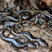 A Herd of Salamanders