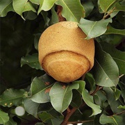 Sapucaia (Lecythis Zabucajo)