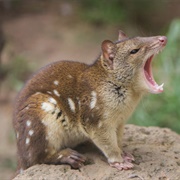 Quoll