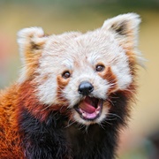 Red Panda