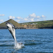 Cardigan Bay