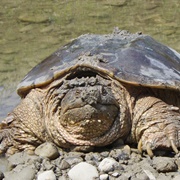 Florida Snapping Turtle