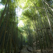 Root Shore Ancient Tombs, Kawasaki, Japan