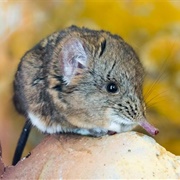 Elephant Shrew