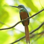 Jacamar