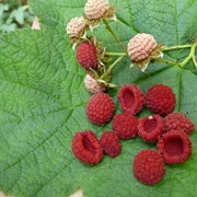 Purple-Flowered Raspberry (Rubus Odoratus)