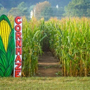Do a Corn Maze