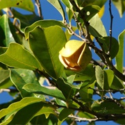 Mountain Soursop (Annona Montana)