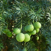 Chilean Plum Yew (Prumnopitys Andina)