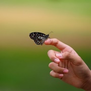 Get Butterfly to Land on My Finger