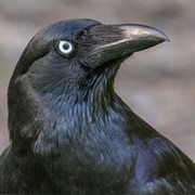 Torresian Crow
