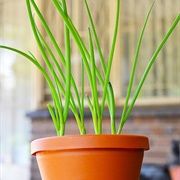 Scallions