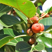 Florida Strangler Fig (Ficus Aurea)