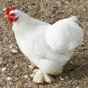White Cochin Bantam