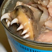 Toothy Herring