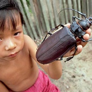 Titan Beetles