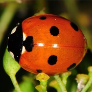 Seven-Spotted Ladybug Beetle