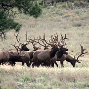 A Gang of Elk