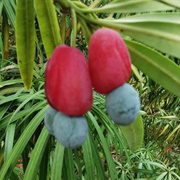 Brown Pine Fruit (Podocarpus Neriifolius)