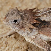 Regal Horned Lizard