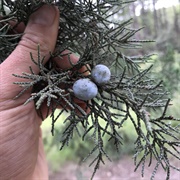 Alligator Juniper (Juniperus Deppeana)