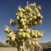 Banana Yucca (Yucca Baccata)