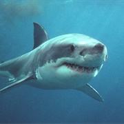 National Geographic Shark