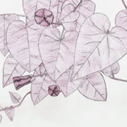 Illustrated Climbing Vine