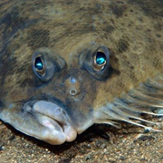 Flounder