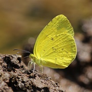 Grass-Yellow Butterfly