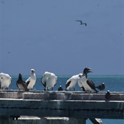 Pacific Remote Islands Marine, US Minor Outlying Islands (FWS & NOAA)