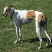 Groom a Greyhound