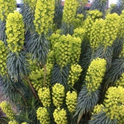 Euphorbia (Quran Verse 4)