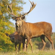 Red Deer