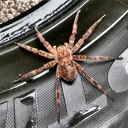 Fishing Spider