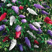 Butterfly Bush