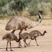 Emu