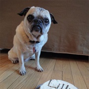 A Year of a Dog Is Seven Years of People